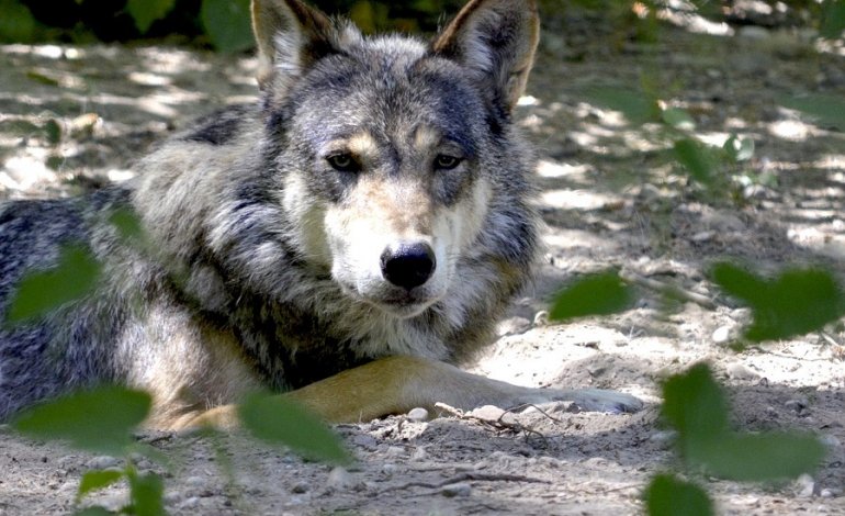 Lupi alla riscossa: aumentano gli avvistamenti