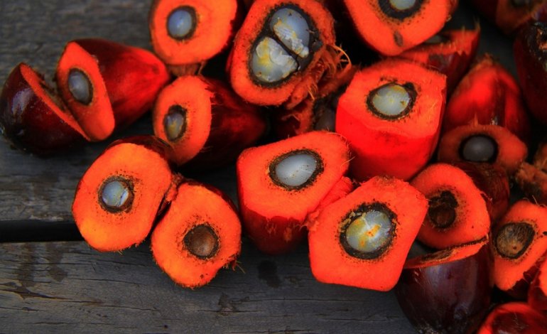 Il ruolo positivo dell’olio di palma contro il melanoma