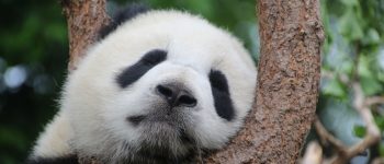 Panda gigante: sempre meno minacciato