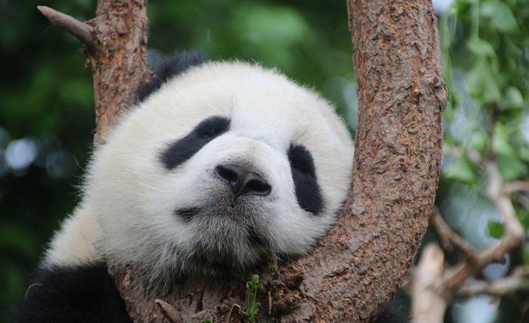 Panda gigante: sempre meno minacciato