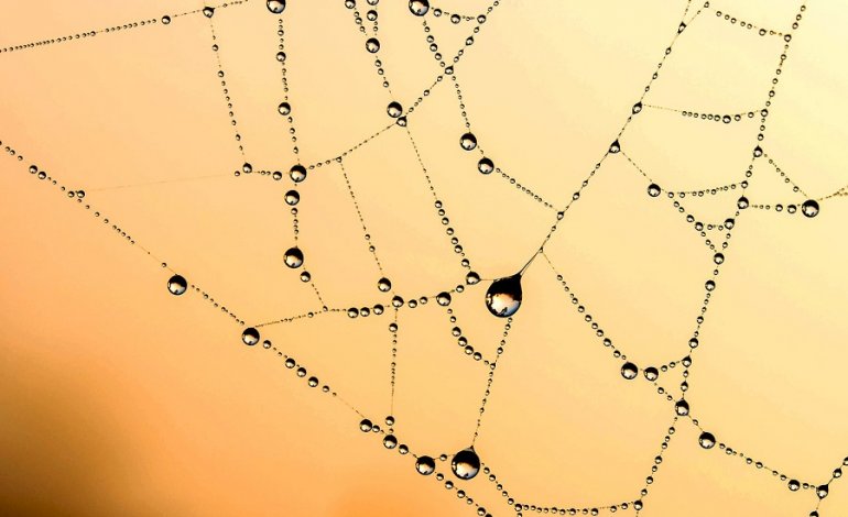 Le sorprendenti tecniche di spostamento dei ragni viaggiatori