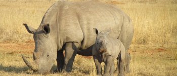 Giornata mondiale del rinoceronte: è allarme bracconaggio​