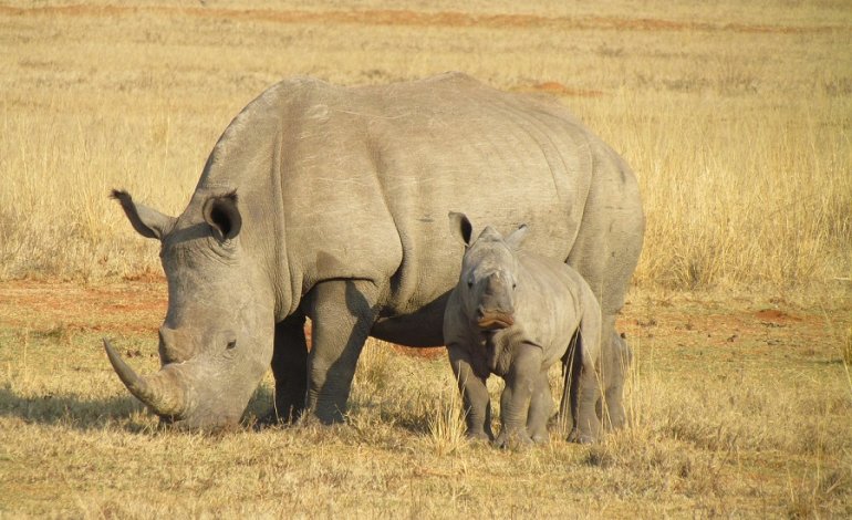 Giornata mondiale del rinoceronte: è allarme bracconaggio​