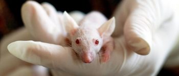 Stop ai test sugli animali per i cosmetici