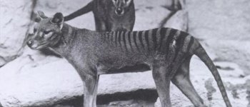 Avvistata la tigre della Tasmania: ma non era estinta?