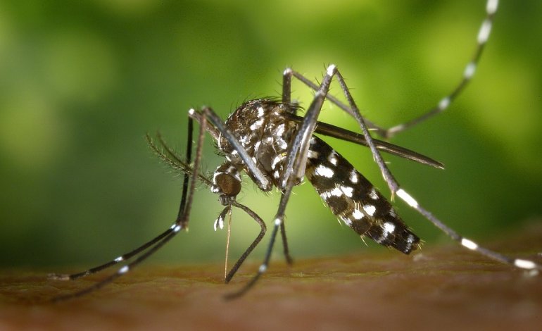 Temperature record ed effetto serra: SOS zanzare