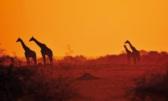 L'eleganza delle giraffe in controluce