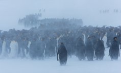 I pinguini nella tormenta di neve e l'importanza di cogliere l'attimo