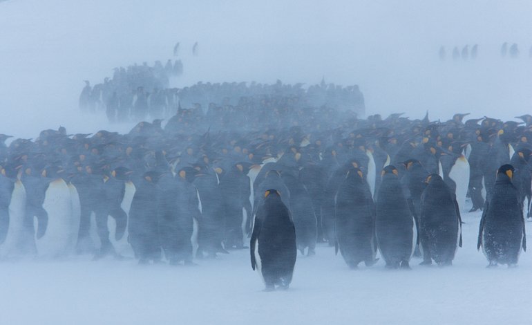 I pinguini nella tormenta di neve e l’importanza di cogliere l’attimo