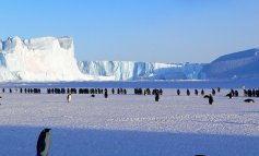 Vittoria per l'Antartide: qui sorgerà la più grande area marina protetta