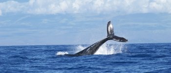 Il veto di Giappone, Norvegia e Islanda fa saltare il santuario delle balene ​