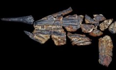 Australopachicormo, pesce spada di 100 milioni di anni fa