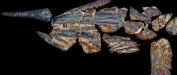 Australopachicormo, pesce spada di 100 milioni di anni fa
