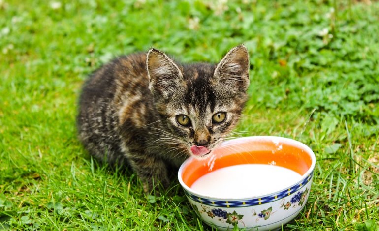 Per la gatta latte…senza lattosio
