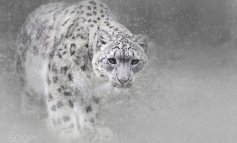 Ogni settimana uccisi quattro esemplari di leopardo delle nevi