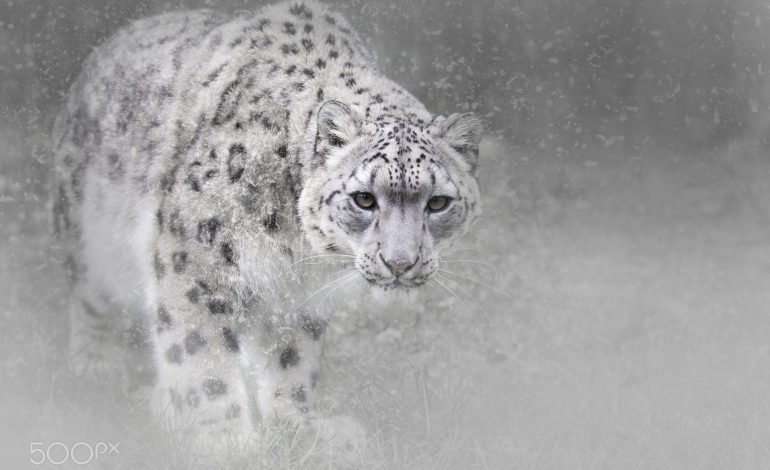 Ogni settimana uccisi quattro esemplari di leopardo delle nevi