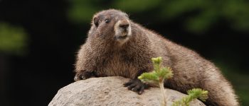 Bolzano, stop all'uccisione delle marmotte