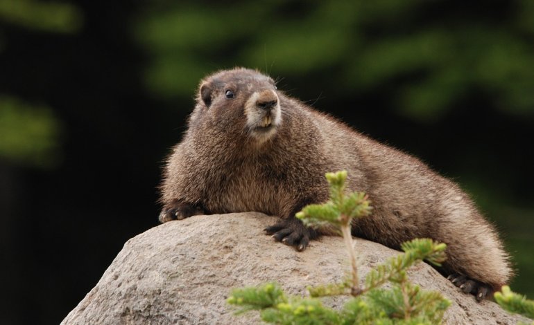 Bolzano, stop all’uccisione delle marmotte