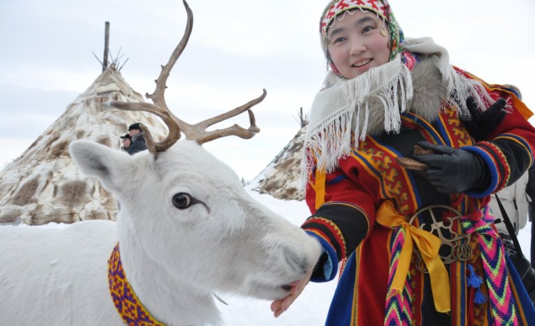 Rischio antrace, mattanza di renne in Siberia ​