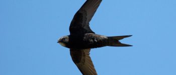 ​La migrazione da record del rondone: ​10 mesi in volo