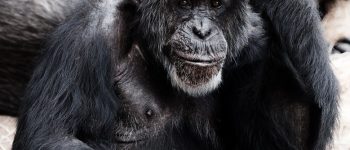 Le scimmie e la teoria della mente