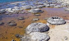 Stromatoliti, indietro fino agli albori della vita