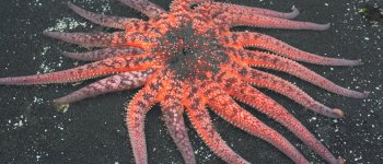 L'anomala scomparsa delle stelle marine modifica l'ecosistema