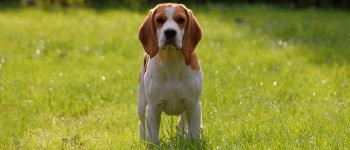 Beagle, il segugio giocherellone e amante della famiglia
