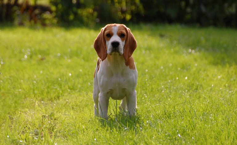 Beagle, il segugio giocherellone e amante della famiglia