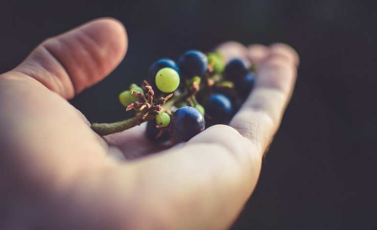 Italia bio e biodinamica: un modello per l’Europa