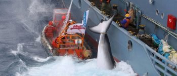Sea Shepherd prepara la lotta alle baleniere giapponesi