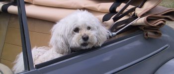 Il cane che amava vivere...in macchina