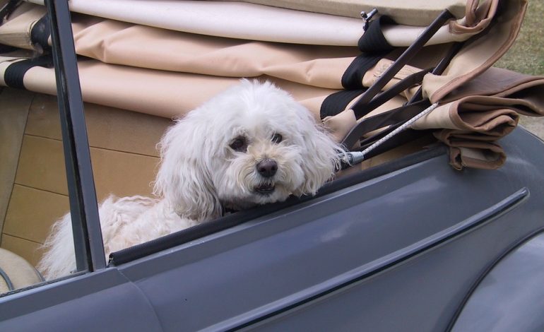 Il cane che amava vivere…in macchina