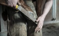 Scarpe da cavallo: arriva la copertura che salva gli zoccoli