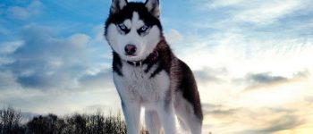 Siberian Husky, il compagno fedele che viene dal freddo