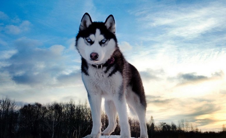 Siberian Husky, il compagno fedele che viene dal freddo
