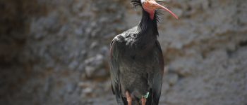 Allarme bracconaggio: colpito un altro ibis eremita ​