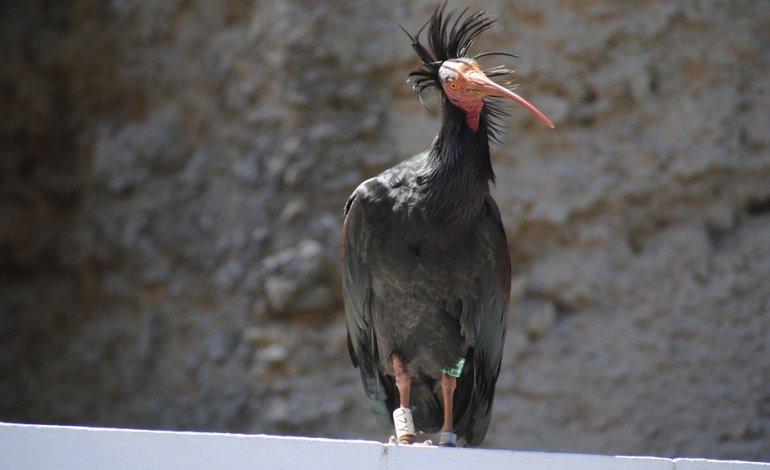 Allarme bracconaggio: colpito un altro ibis eremita ​
