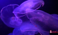 La medusa quadrifoglio è in grado di riprodursi anche dopo la morte