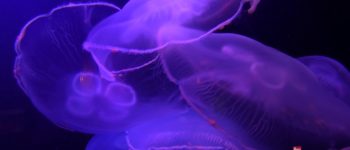 La medusa quadrifoglio è in grado di riprodursi anche dopo la morte