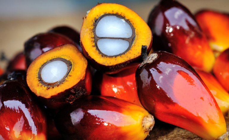 Greenpeace “assolve” l’olio di palma: può essere sostenibile