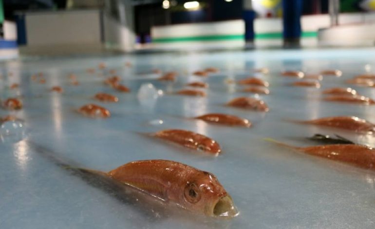 5000 pesci congelati nella pista di pattinaggio ​