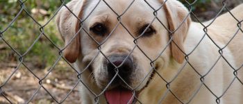 Tassa per chi non sterilizza i cani: arriva la proposta di legge