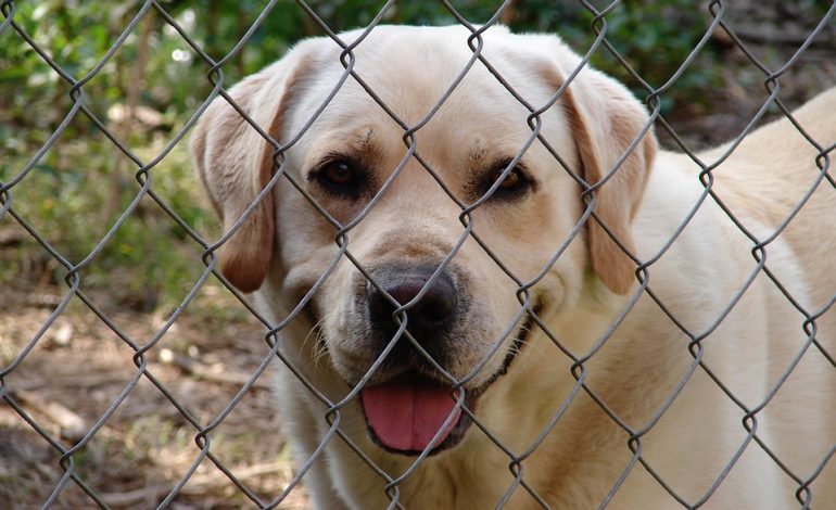 Tassa per chi non sterilizza i cani: arriva la proposta di legge