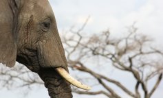 Gli elefanti non hanno più le zanne per difendersi dai bracconieri