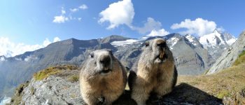 Per fotografare le marmotte basta farsele amiche