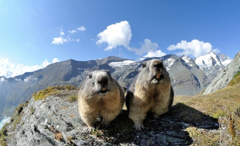 Per fotografare le marmotte basta farsele amiche