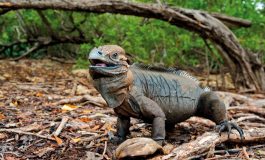 L'incontro con l'iguana, i rettili curiosi