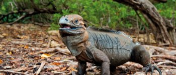 L'incontro con l'iguana, i rettili curiosi