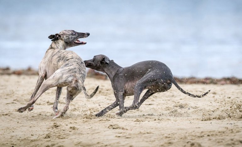 Greyhound, nato per correre